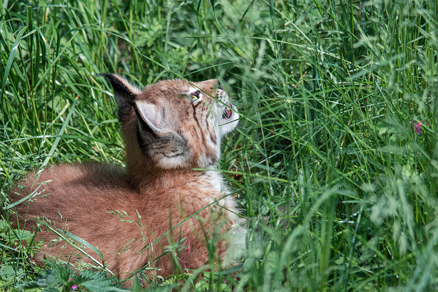 Tierfotografie Tierbaby Luchsbaby