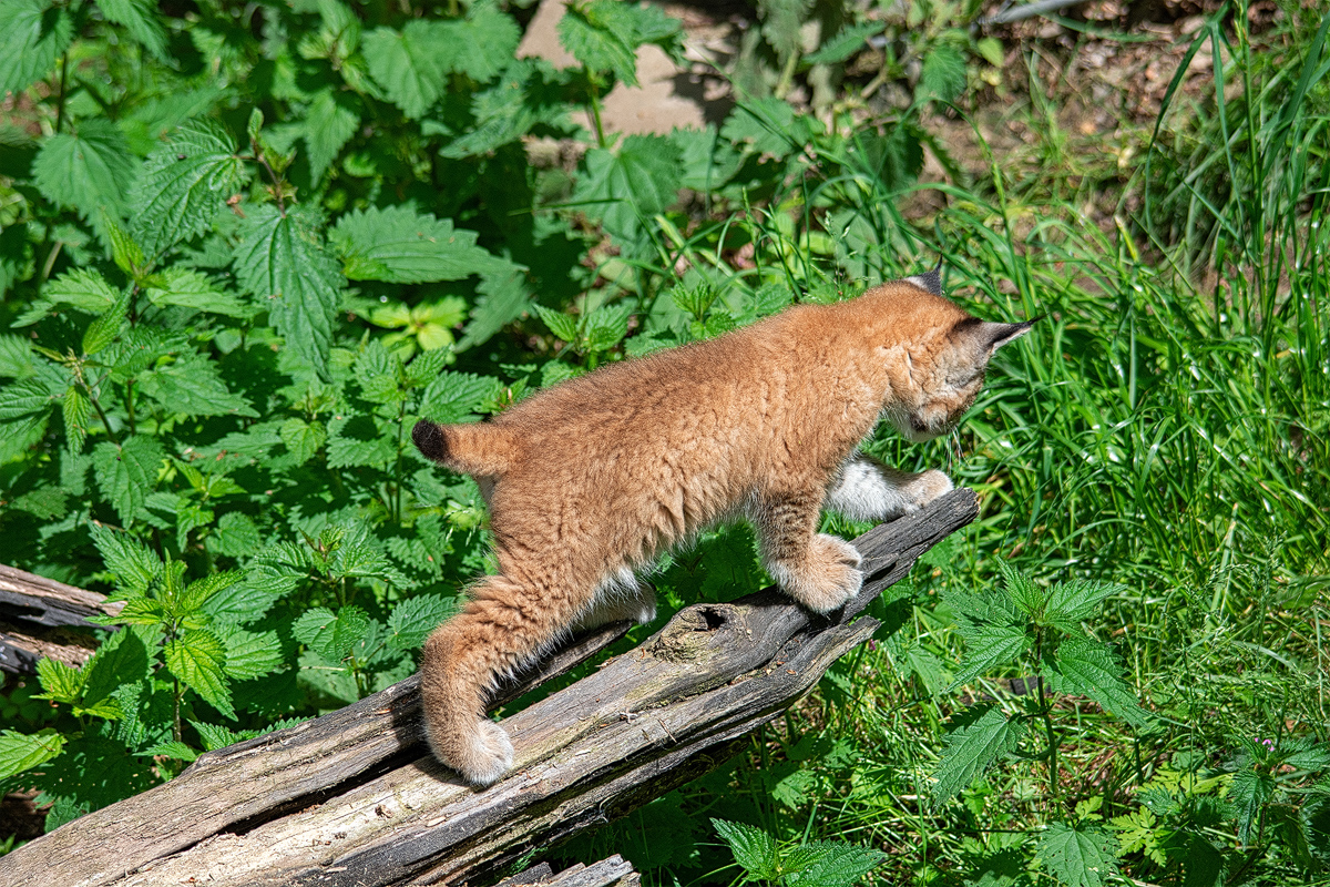 Tierfotografie: Luchs, Lynx lynx